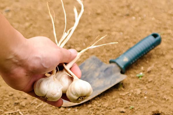 Knoblauchernte