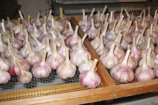 Trocknen von Knoblauch in Köpfen