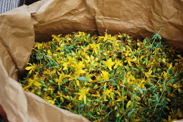 Johanniskrautblüten