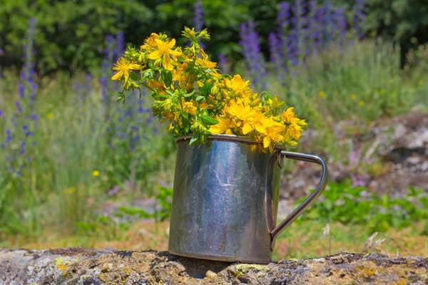 Frische Johanniskrautblüten