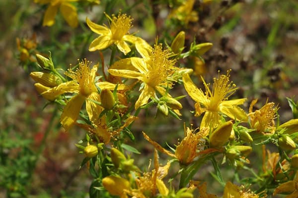 Blühendes Johanniskraut