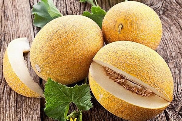 Melone Kolchosniza