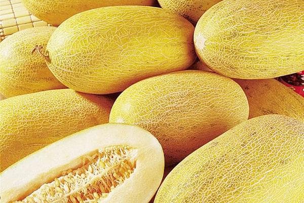 Melone Torpeda