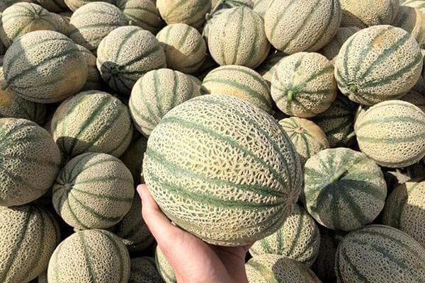 Melone Kantalupa in der Hand