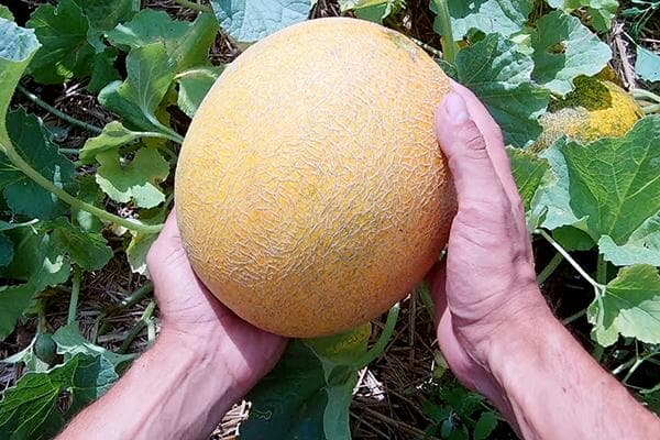 Melone in den Händen