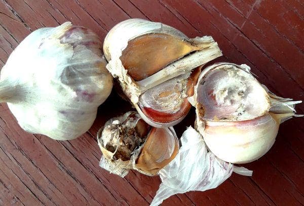 Befall von Knoblauch durch Pilze und Schimmel