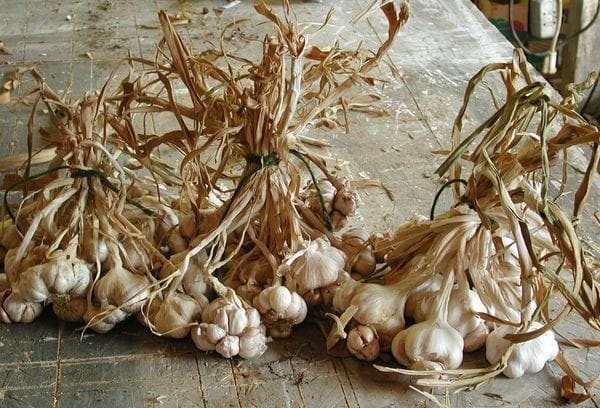 Knoblauch trocknet aus