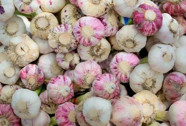 Knoblauchköpfe