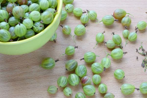 Frische Stachelbeere