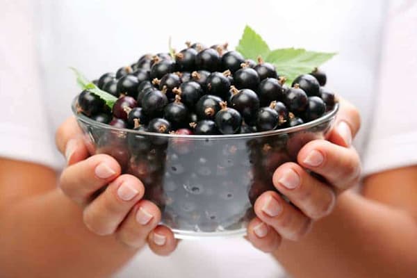 Frische schwarze Johannisbeeren