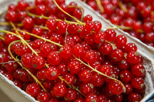 Rote Johannisbeeren