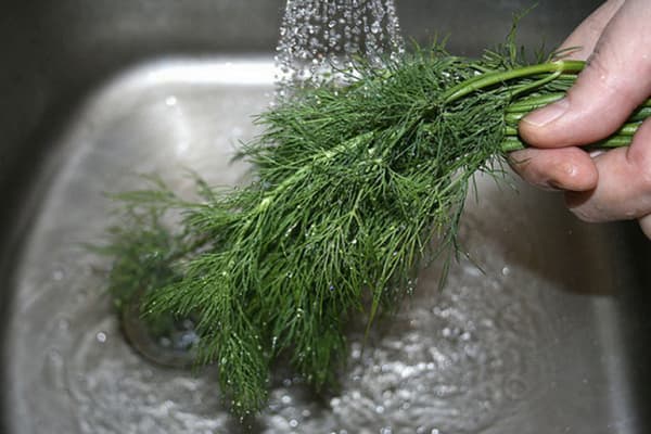 Waschen des Dills