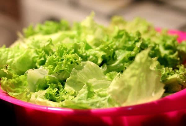 Gewaschener grüner Blattsalat