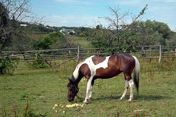 Pferd frisst Äpfel
