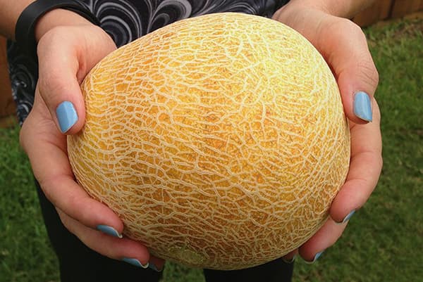 Melone in den Händen