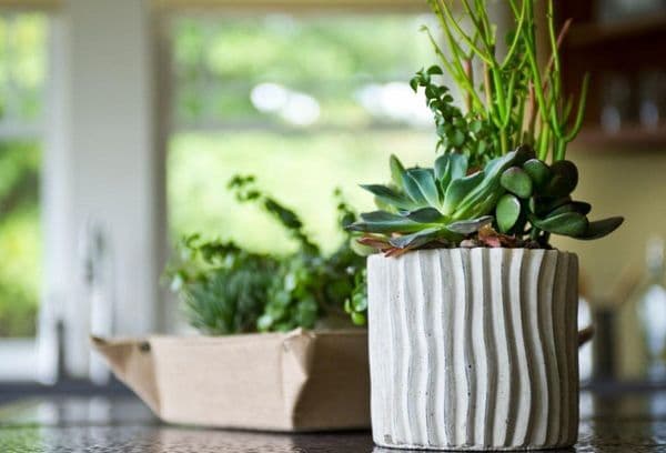 Darf man Blumen auf den Kühlschrank stellen: Pro und Contra