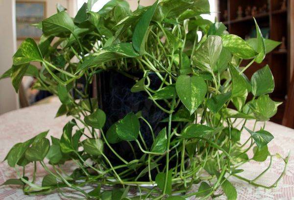 Philodendron lasjaschtschi.