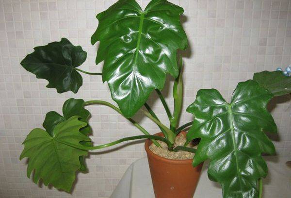 Philodendron Evansii