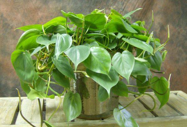 Philodendron pljutschewidny
