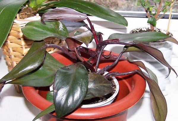 Philodendron krasnejuschtschi