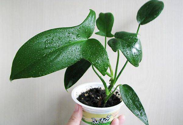 Philodendron Gelappter