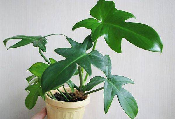 Philodendron Gitarrenförmiger