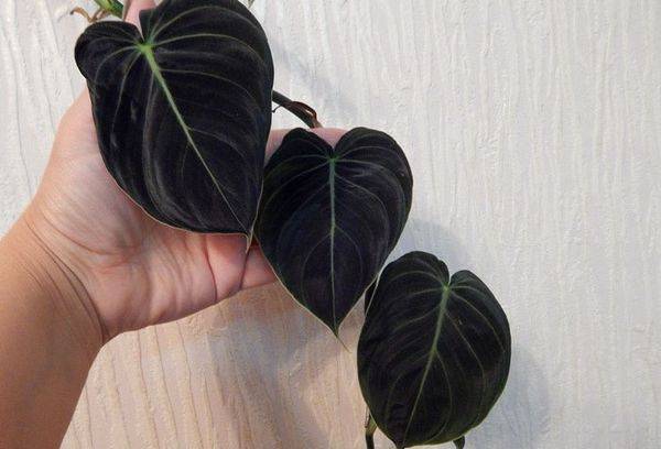 Philodendron Goldschwarzer