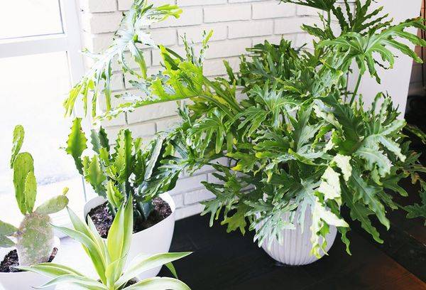 Philodendron dwojakoperisty und Philodendron Sello