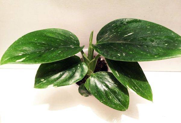 Buntblättriger Philodendron Kobra