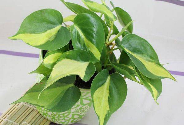 Philodendron Scandens