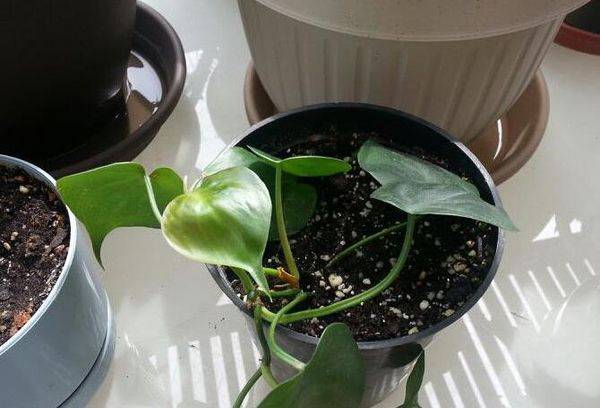 Philodendron Vermehrung