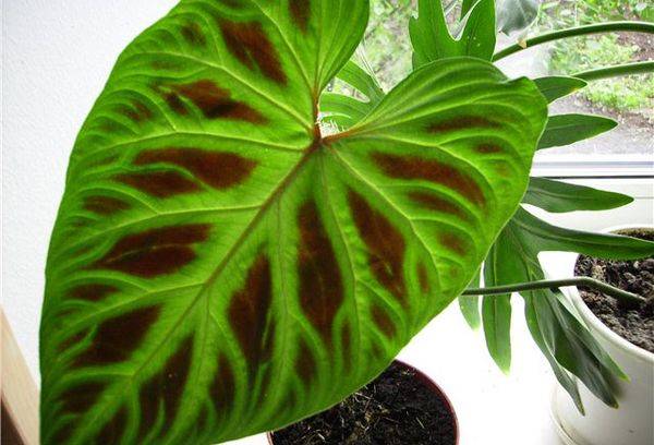 Philodendron borodawtschaty