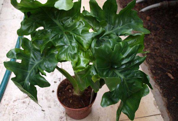 Philodendron Atom