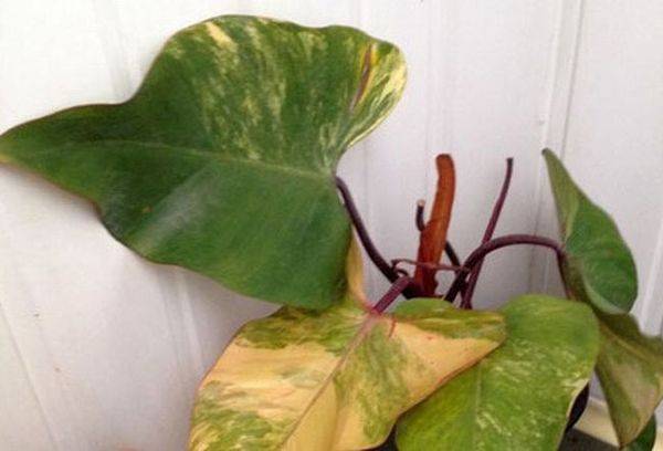 kranker Philodendron
