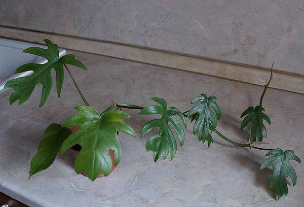 Philodendron Strahlender
