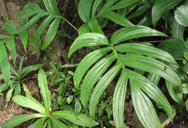 Philodendron Eleganter