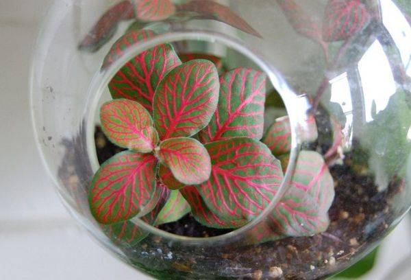 Blume im Einmachglas