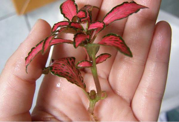 Steckling der Blume
