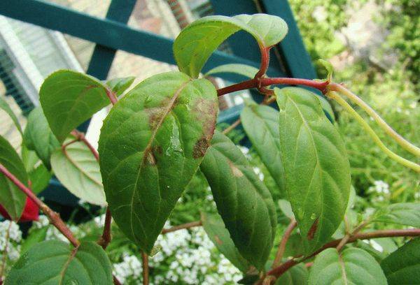 Krankheiten der Fuchsie