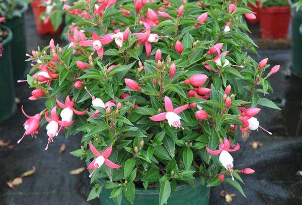 Fuchsie-Hybride