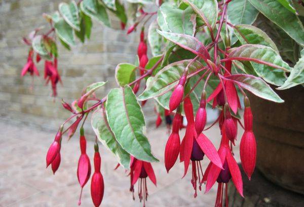 Ampel-Buschige Fuchsie