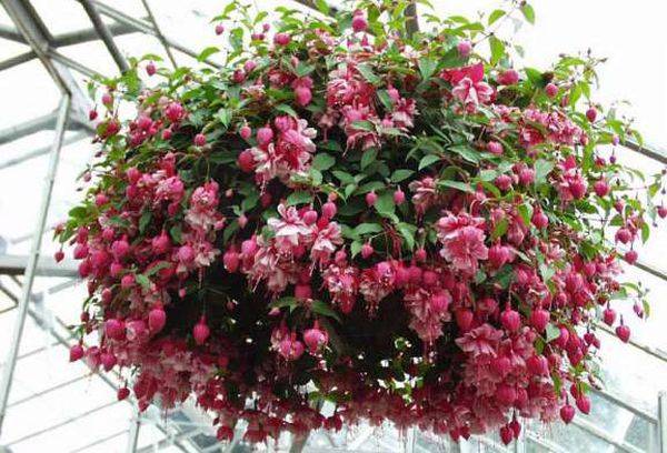 Fuchsie im Strauß