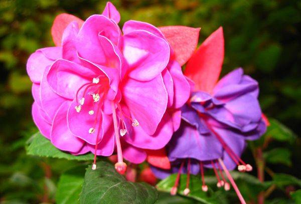 Blüten der Fuchsie
