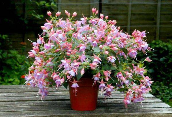Anbau der hängenden Fuchsie: