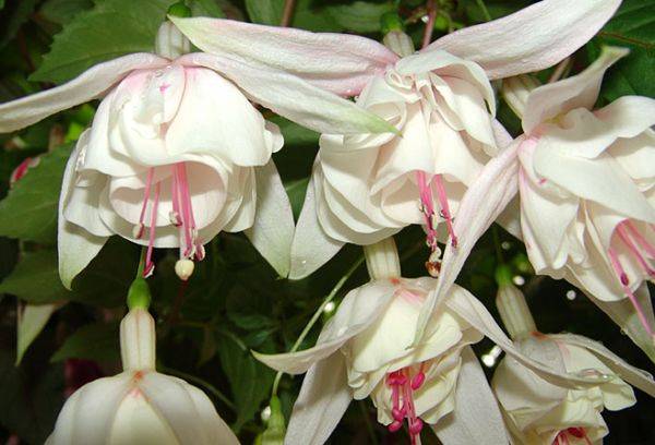 Fuchsie Annabelle