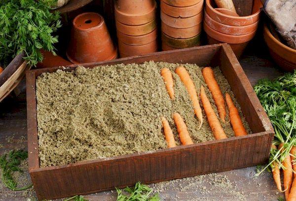 Lagerung von Karotten in Sand