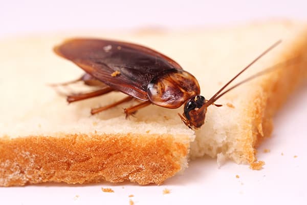 Kakerlake auf einem Brotstück