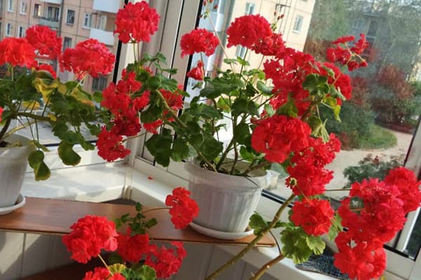 Blumentöpfe mit Geranien auf der Loggia