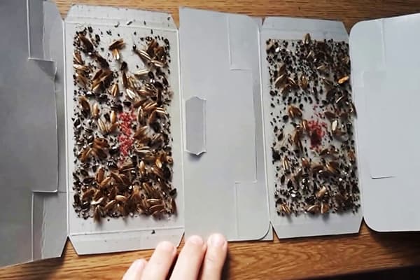 Verwendete Klebefalle für Kakerlaken