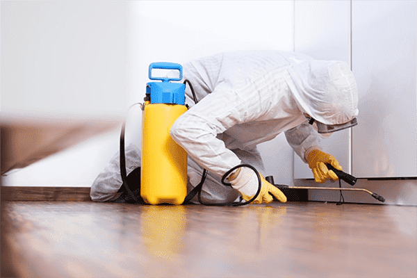 Ein Kammerjäger behandelt die Wohnung gegen Kakerlaken
